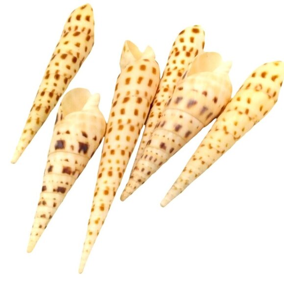 Terebra Areolata & Terebra Maculata Seashell Mix 6pc Set 3.5" To 5" Long Natural - Picture 3 of 5